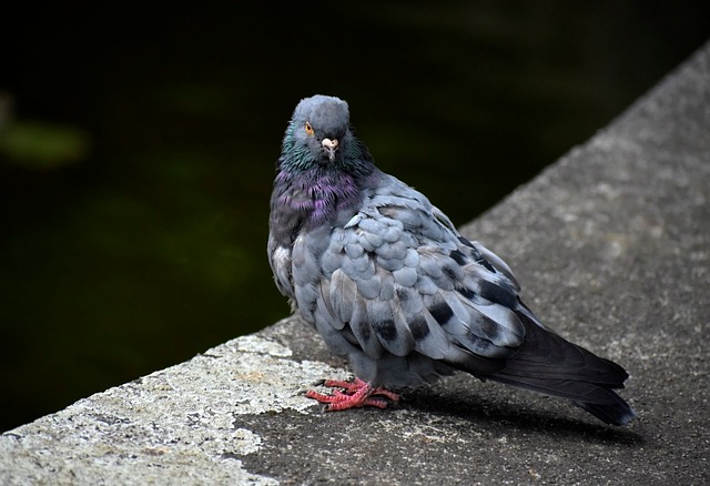 Staffing and Workforce Development