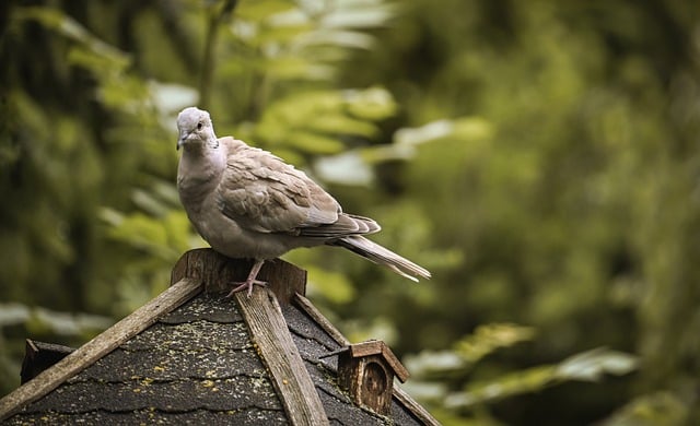 Urban Development Pressure