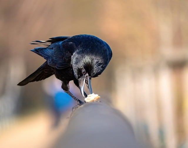 Urban Wood Circular Economy