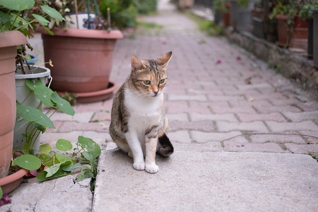 Biosecurity and Invasive Pest Threats