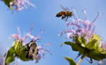 Threatened species thumbnail