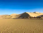 A quiet stretch of desert in northern China, where golden dunes roll endlessly under the open sky. A line of camels moves steadily across the sand, carrying the timeless rhythm of life through the vast silence.