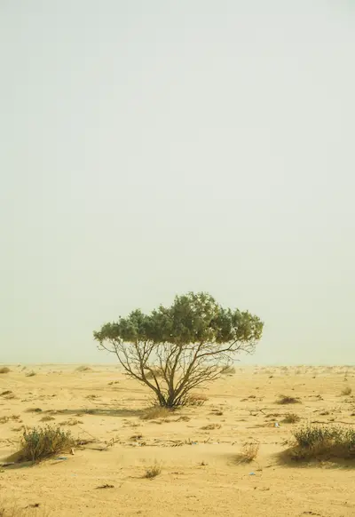 Native dryland vegetation