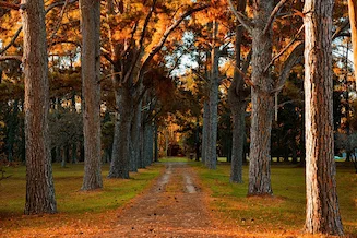 Urban Forestry in Cities