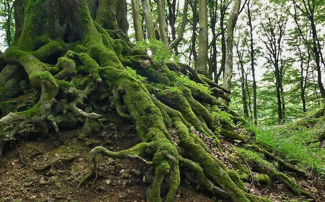 Tree Hug Root Tree Conservation - Tree Survival and Longevity – Week of 2026-01-25 ...