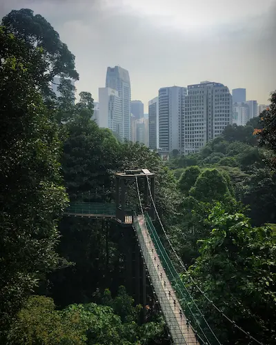 Aerial view of urban tree canopy over city