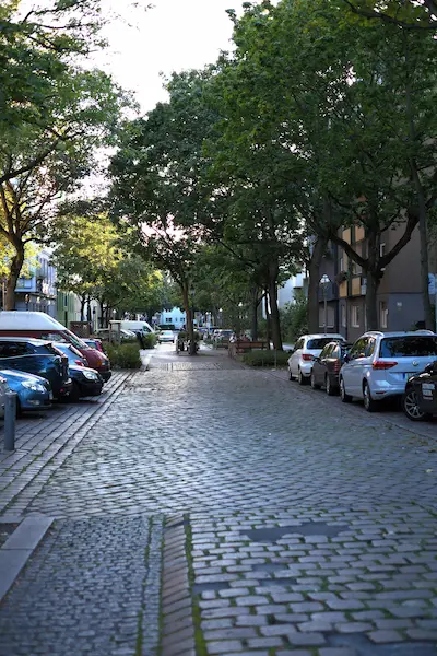 Street trees in urban boulevard