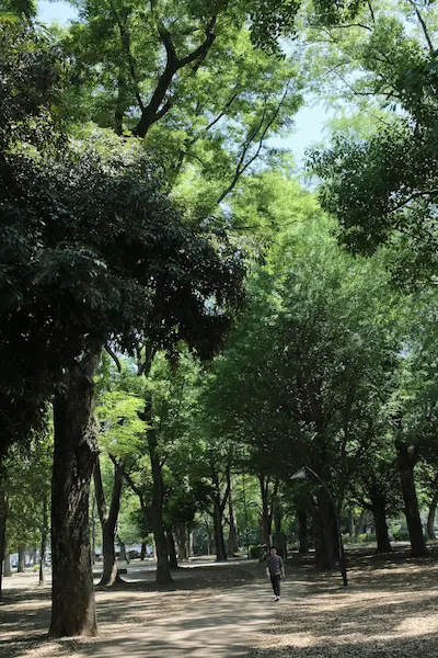 Dense urban woodland within a city park